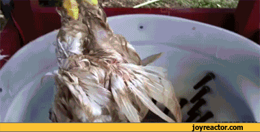 gif-chicken-plucking-nsfw-865383.gif