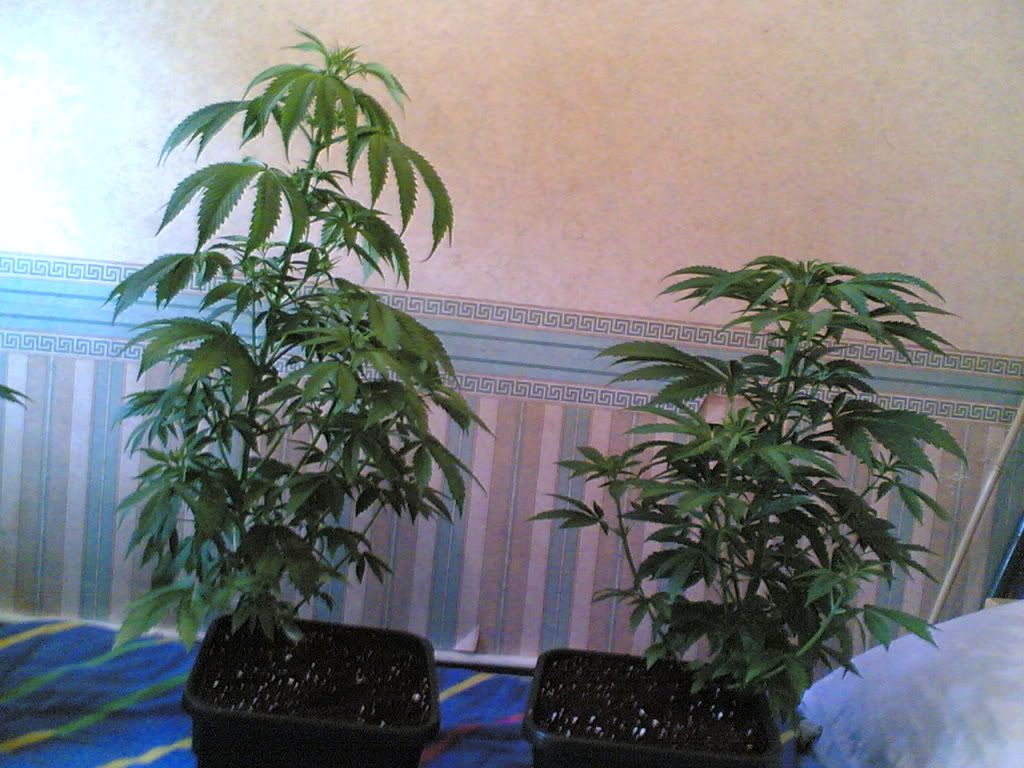 f475b4d7.jpg