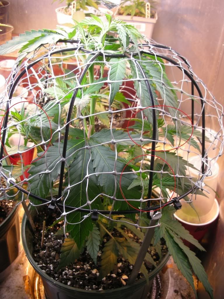 supercrop.jpg