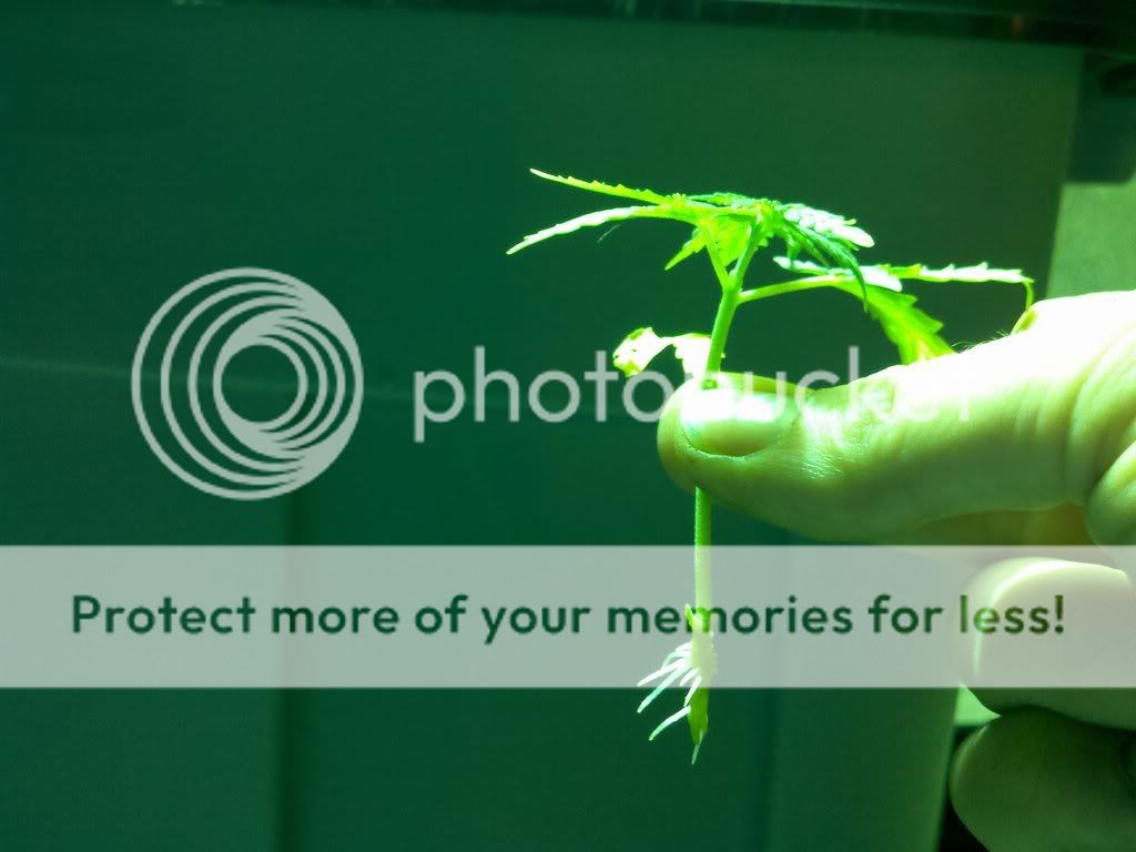 274100439_photobucket_18722_.jpg