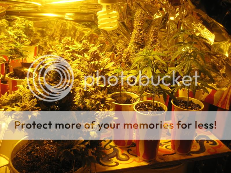 plants313.jpg