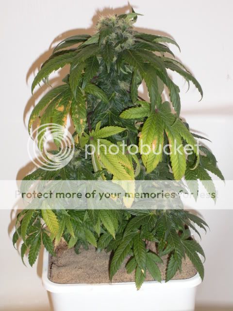 DSCN1226.jpg