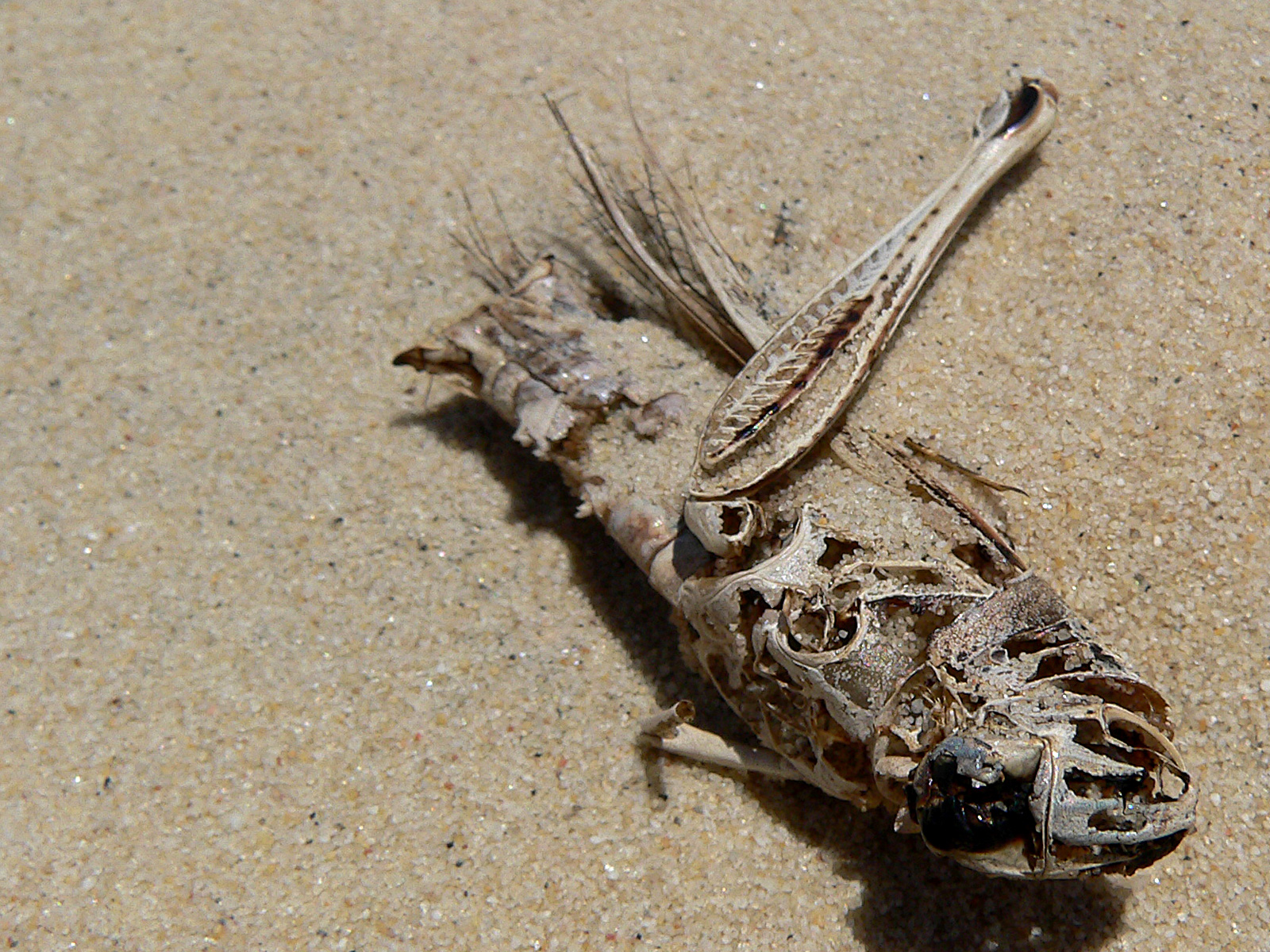 dead-grasshopper.jpg