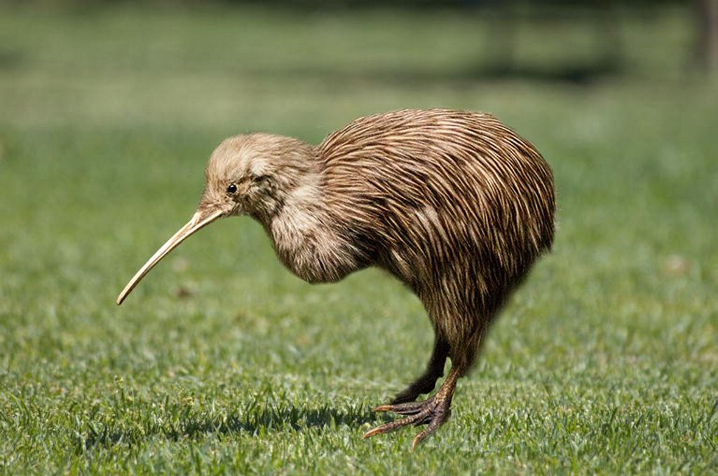 9-4195254-twb280318kiwi%20(2)_ct677x380.jpg