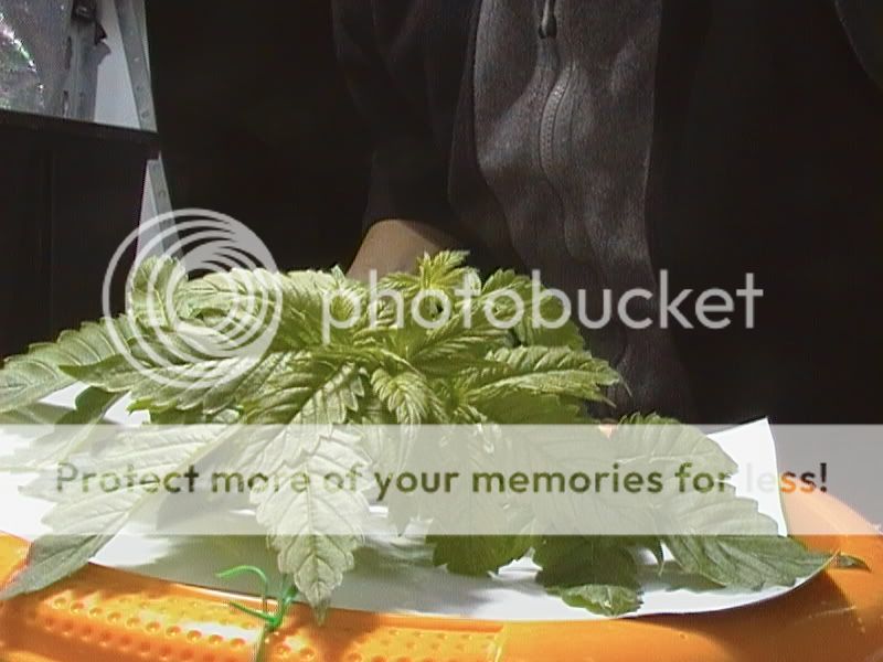 CAM_0089.jpg