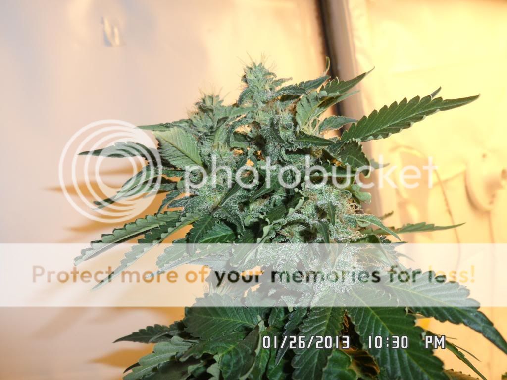 SAM_0645_zpsb9cc4ba7.jpg