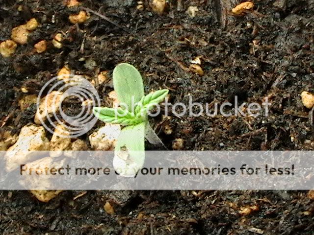 Picture019.jpg