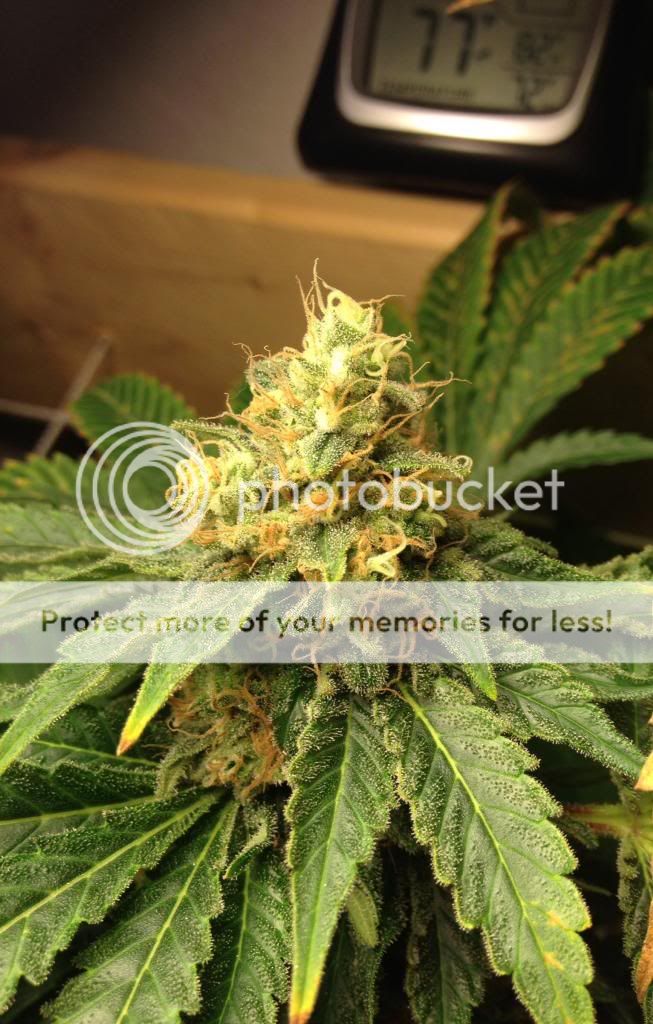 image_zpsc7bccd84.jpg