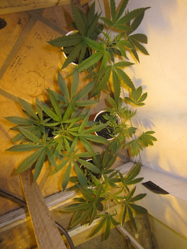 IMG_1806.jpg