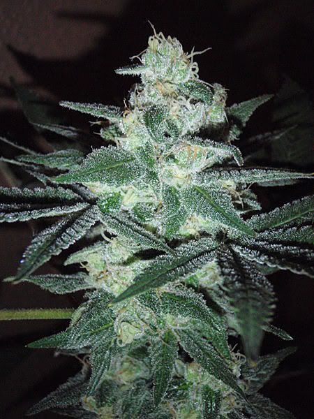 grandmasterweek71_450x600.jpg