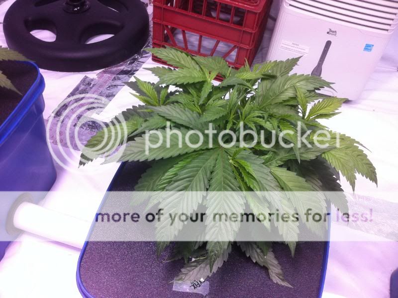 plant32-1.jpg