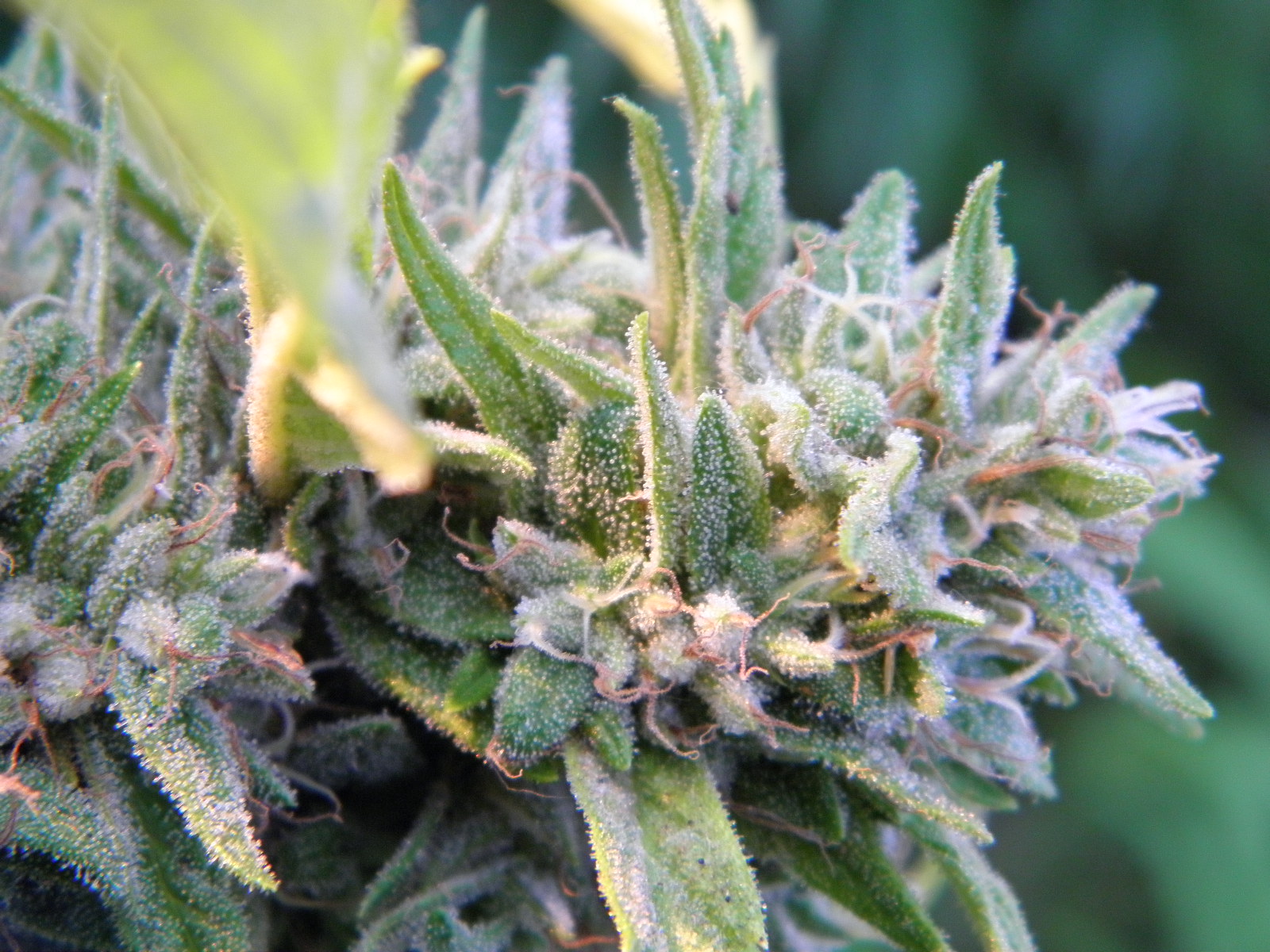 oregongreenseed.com