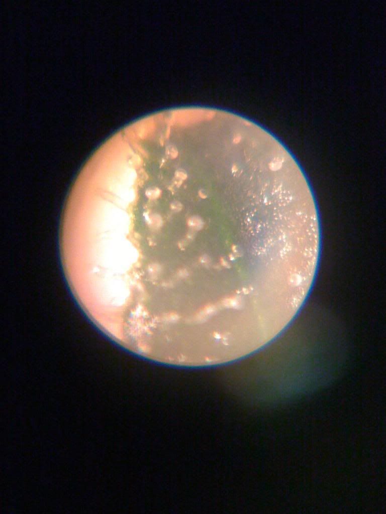 tricromes60x100x003.jpg