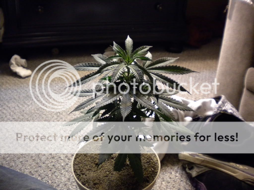 DSCN0460.jpg