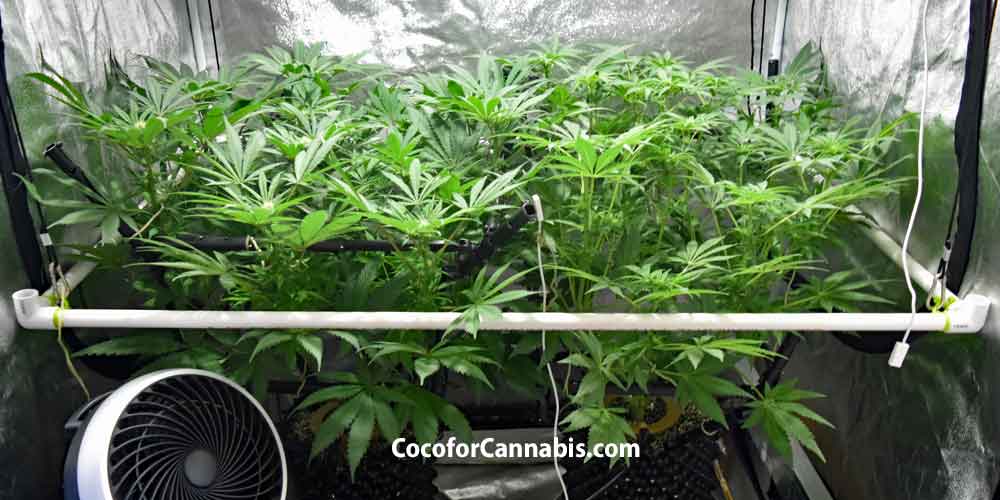 www.cocoforcannabis.com