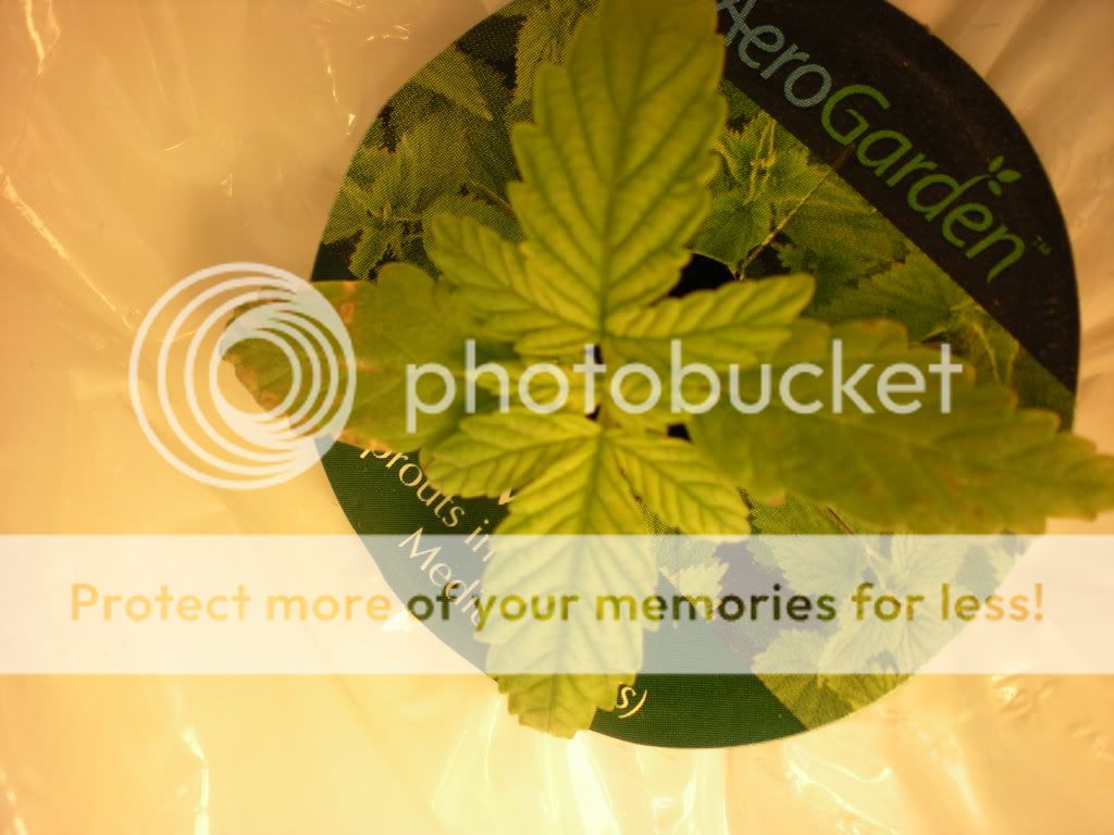 day14plant1.jpg