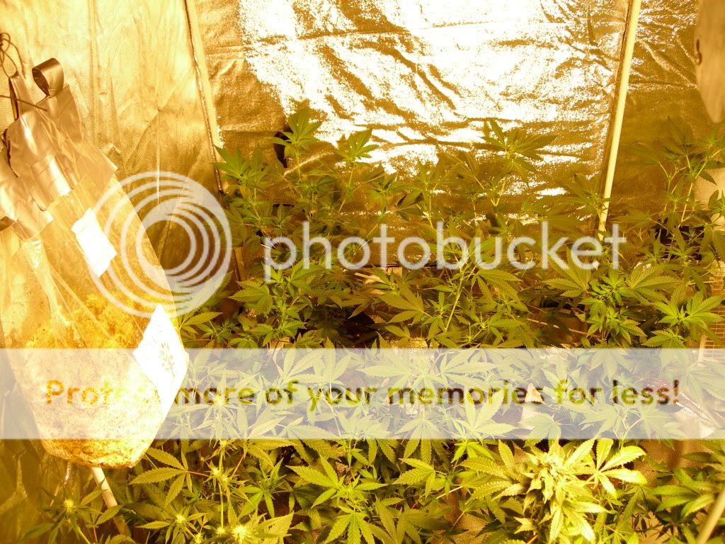 DSCN7720.jpg