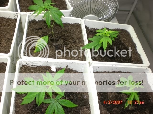 plantsday4.jpg