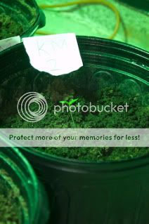 Sprouts2-4.jpg
