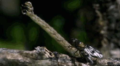 gifs_22.gif