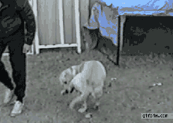 gifs_03.gif