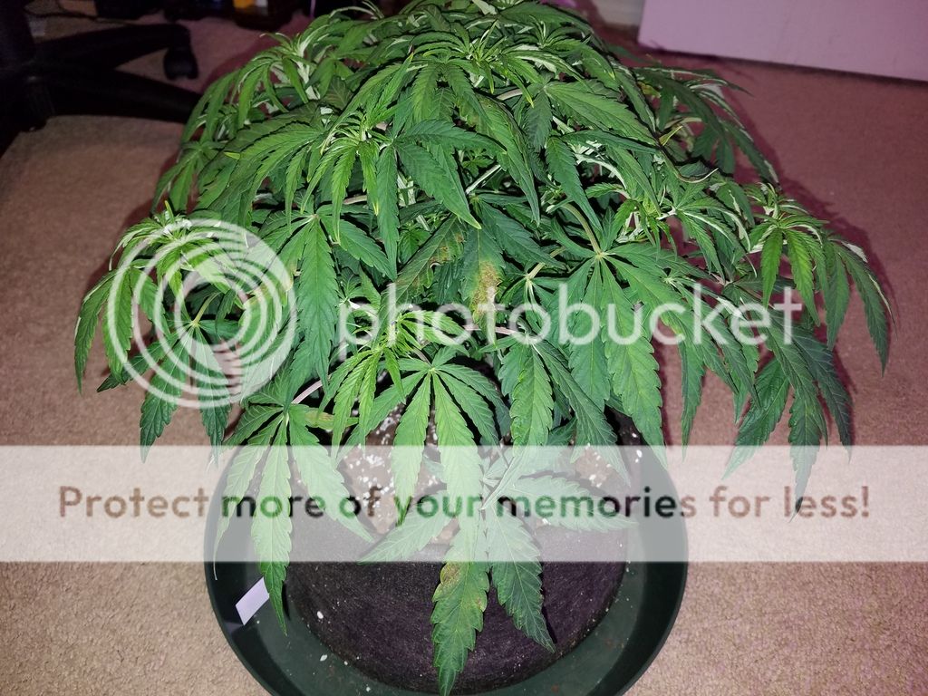 day%2042%20p2.jpg