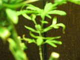 th_IMG_0401.jpg