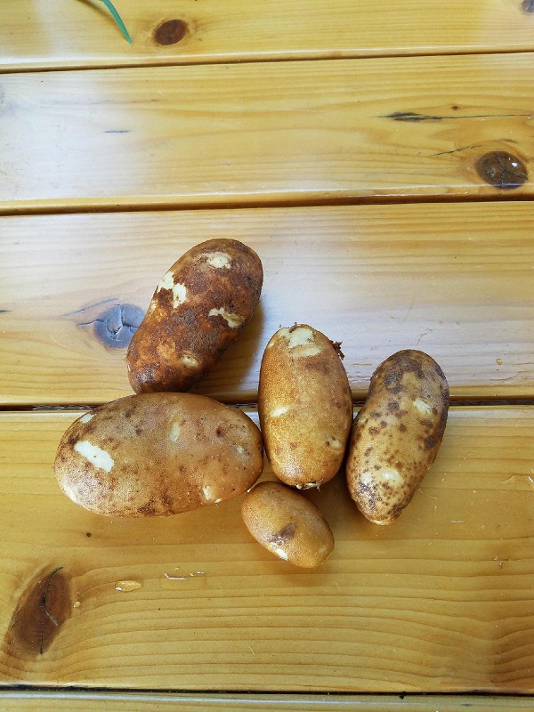 potato.jpg