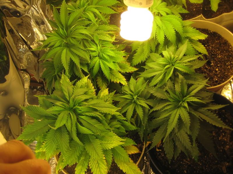 plants072.jpg