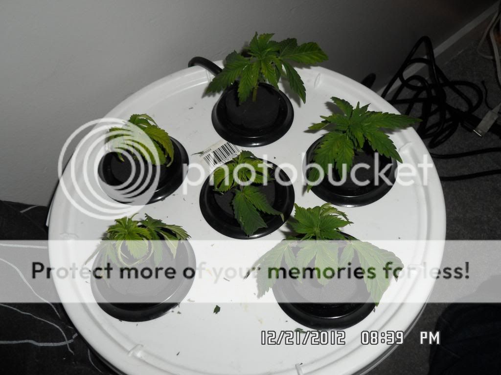 SAM_0473_zps7eb1d297.jpg