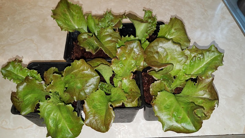 lettuceindoor.jpg