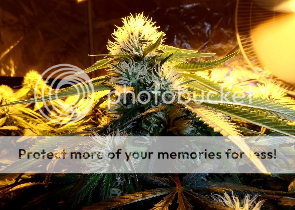 SAM_7270.jpg