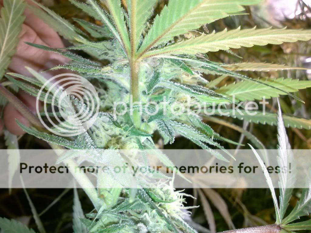CAM00203_zpsec61ff54.jpg