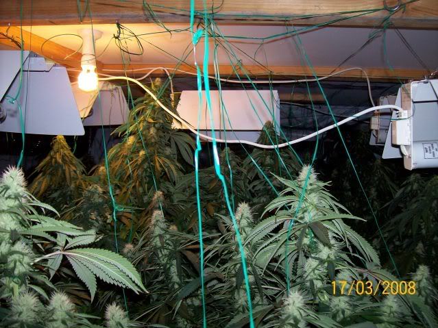 Plants104.jpg