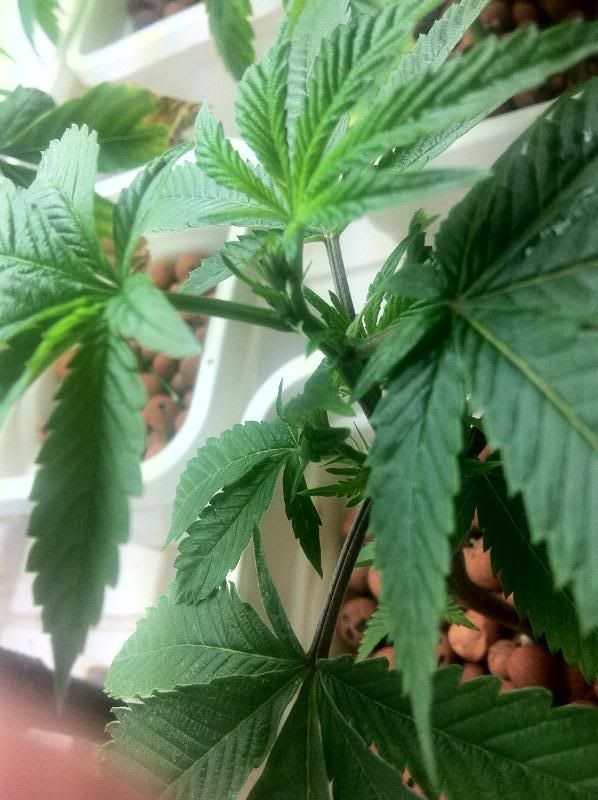 grow148.jpg