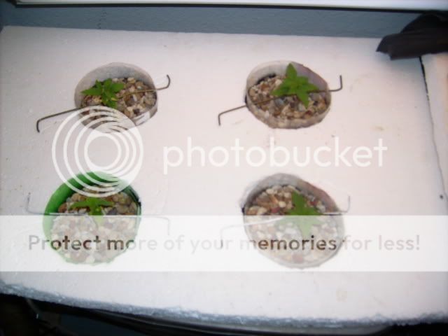 420023.jpg