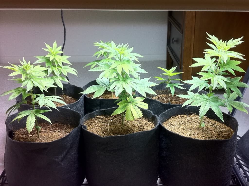 8-30-11clones.jpg