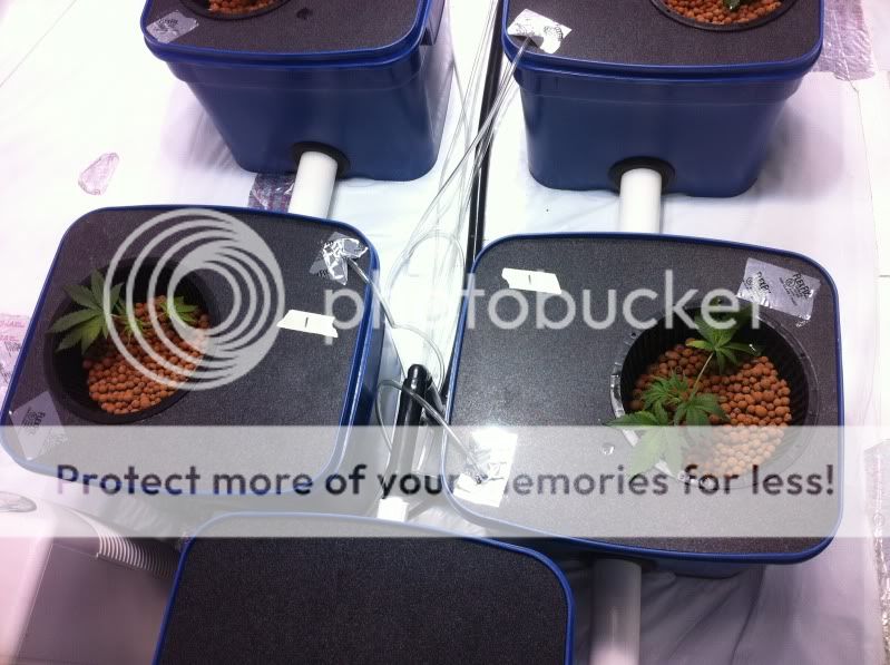 BubbaOGplant1.jpg