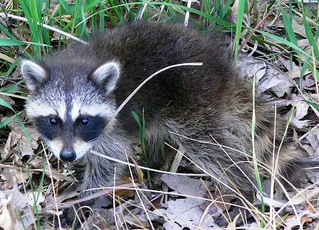 raccoon.jpg