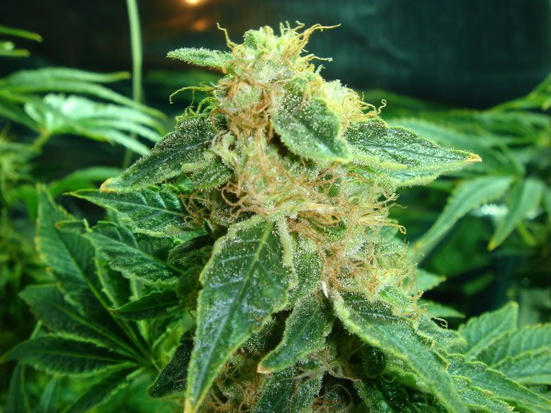 beforeharvest003.jpg