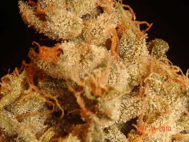 harvest073.jpg