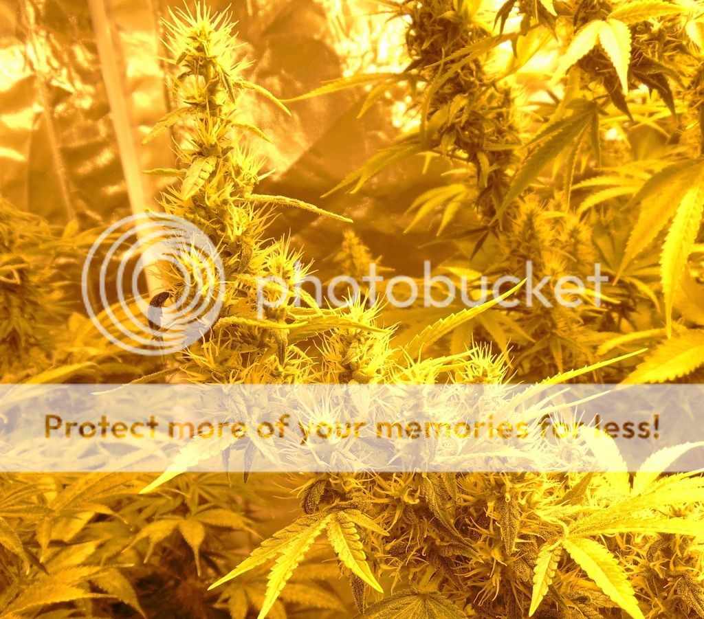 bud_zpsic2a79oi.jpg