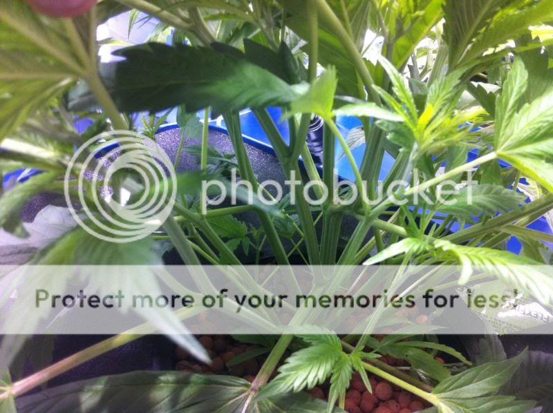 plant3internodes.jpg