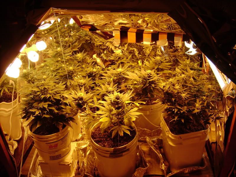 plants148.jpg