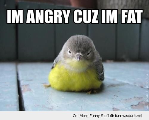 funny-angry-grumpy-bird-cuz-im-fat-pics.jpg