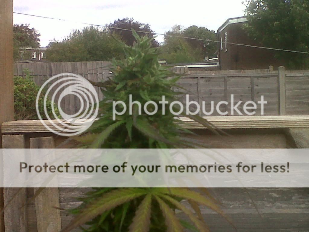 IMG00647-20110924-1231.jpg