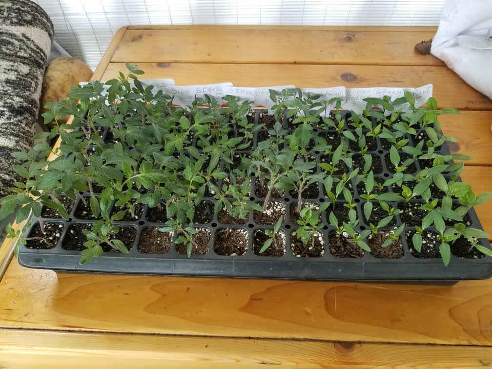 tomatoestarts327.jpg