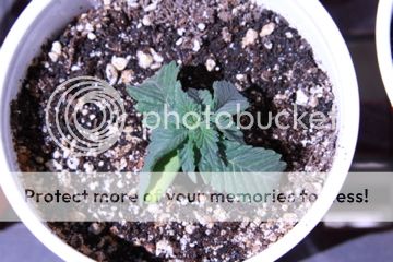 IMG_0880_zpsad6932b2.jpg