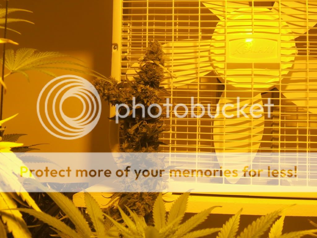 DSCF1746.jpg