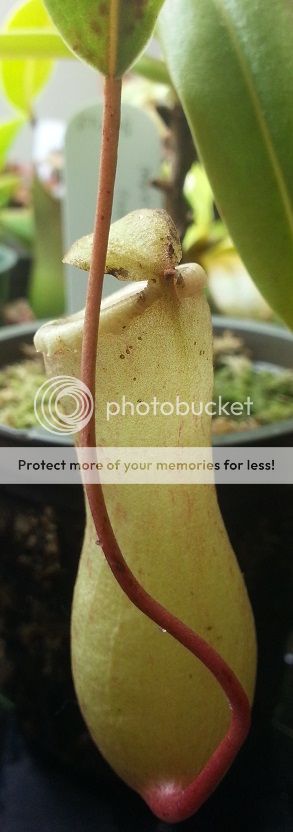 20130317_154703_zpsa5df5756.jpg